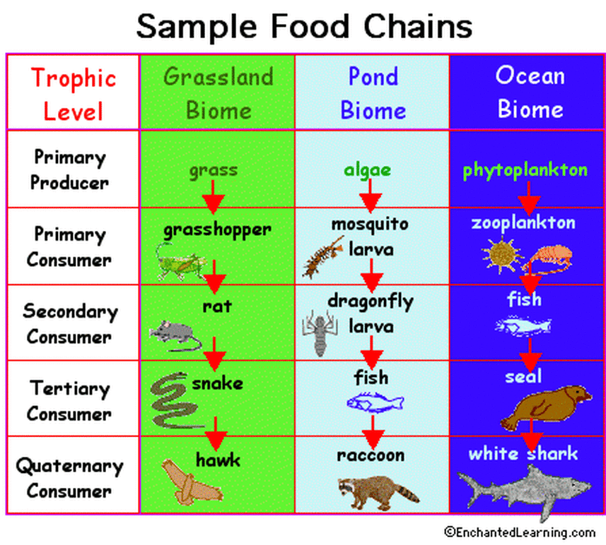 Food chain and web - Ecology